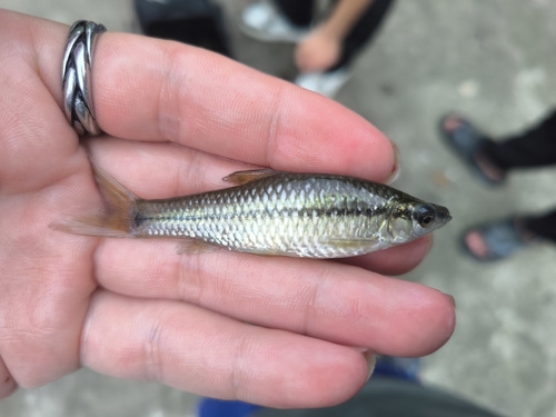 Topmouth Gudgeon
