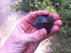 Chrysemys dorsalis