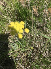 Lomatium triternatum