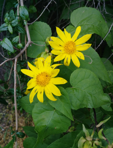 iNaturalist observation photo of canyon sunflower