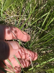 Lomatium triternatum