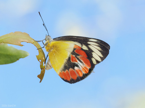 Delias argenthona (Fabricius, 1793)