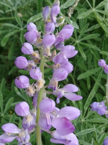 iNaturalist observation photo of lupines