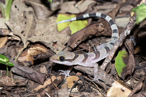 Cyrtodactylus intermedius observed 2024-07-18