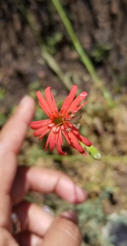 iNaturalist observation photo of cardinal catchfly