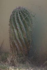 Ferocactus herrerae
