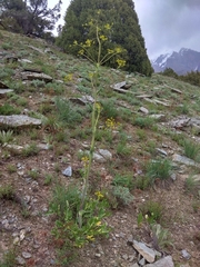 Ferula