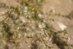 Spergularia rubra