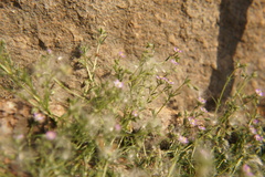 Spergularia rubra