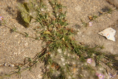 Spergularia rubra