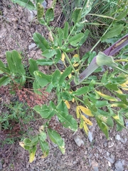 Ferula