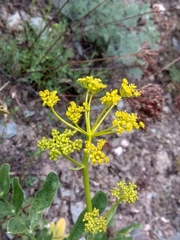 Ferula