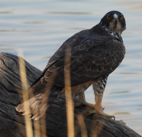 Ayres's Hawk-Eagle (Hieraaetus ayresii), photo 10