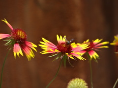 Dianthidium curvatum