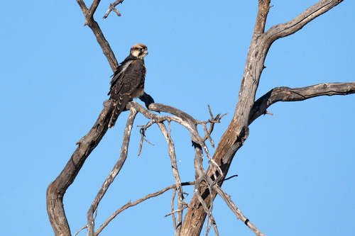 Halcón borní (Falco biarmicus)