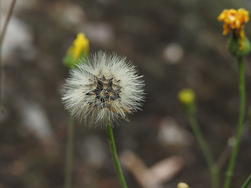 Image of Hieracium schmidtii by (c) Yves Bas, some rights reserved (CC BY)