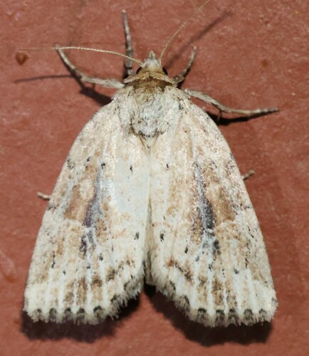 Photedes panatela Smith, 1904