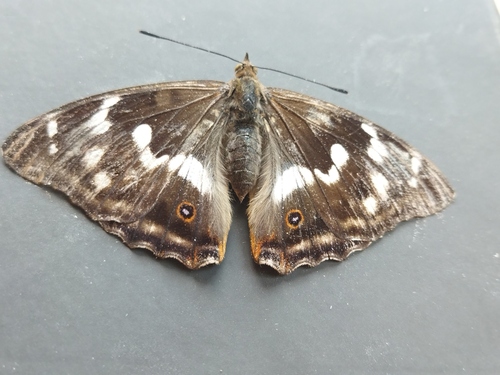 Purple emperor