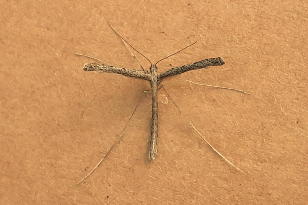 Agdistis satanas