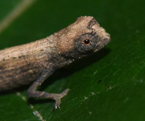 Minute Leaf Chameleon