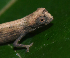 Brookesia minima