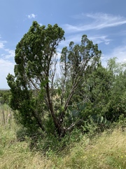 Juniperus pinchotii