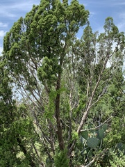 Juniperus pinchotii