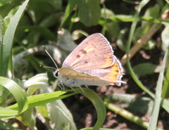 Tharsalea xanthoides