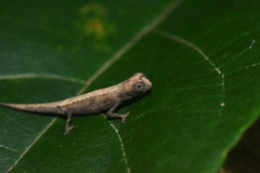 Brookesia minima