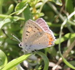 Tharsalea xanthoides