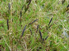 Carex flacca