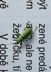 Phyllobius arborator