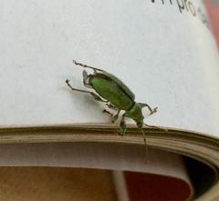 Phyllobius arborator