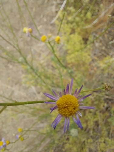 iNaturalist observation photo of Leafy Fleabane