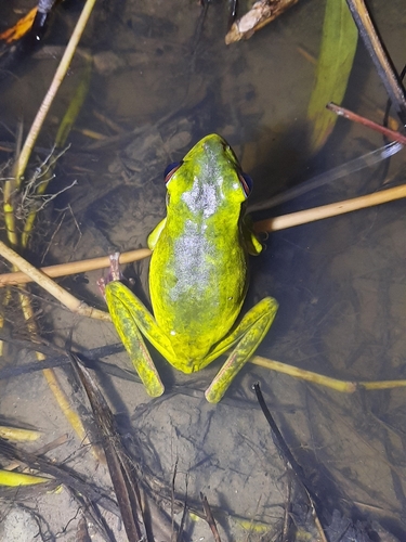 Nyctimystes infrafrenatus