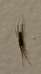 Episinus truncatus