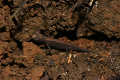 Brookesia minima