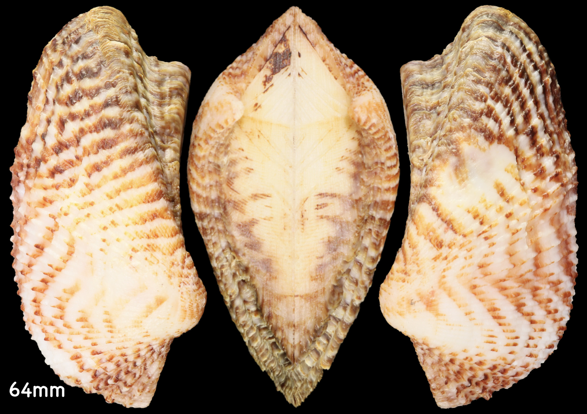 Arca de Noé