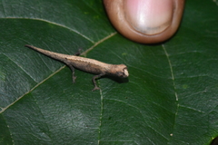 Brookesia minima