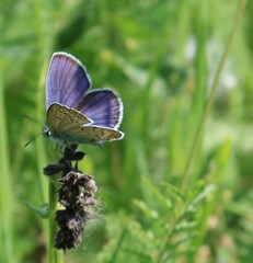 Plebejus argyrognomon