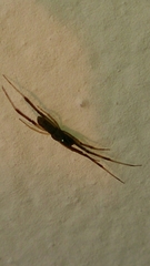 Episinus truncatus