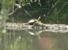 Chrysemys dorsalis