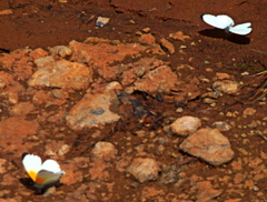 Mylothris rueppellii