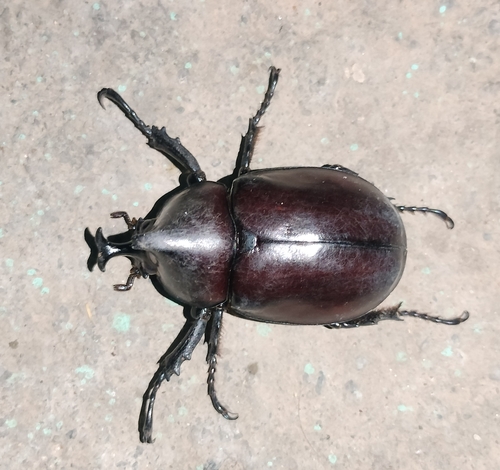 Siamese Rhinoceros Beetle photo 3