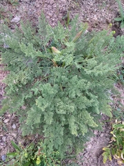 Ferula
