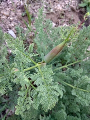 Ferula