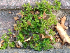 Polycarpon tetraphyllum