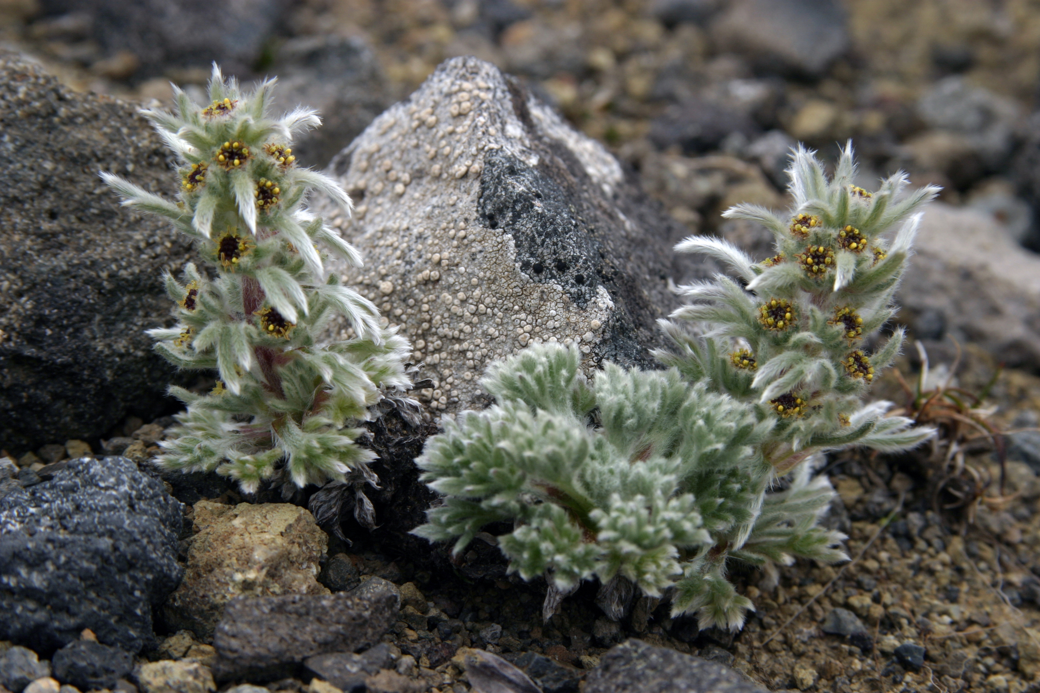 Artemisia aleutica