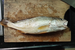 Yellow Drum photo 1