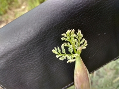 Ferula